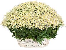 Цветочная композиция из Ромашки в корзине #REPLACE_PRED# Ухолово
